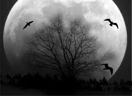 Lone tree wallpapers black and white top 2560×1440. Dark Moon Wallpapers Group 79