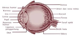 Maybe you would like to learn more about one of these? Bagian Bagian Mata Beserta Fungsinya Berpendidikan Com