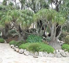 Image result for Beaucarnea recurvata
