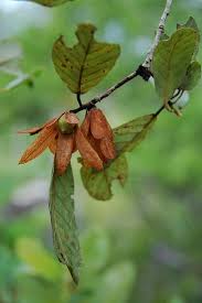 Image result for Monotes engleri