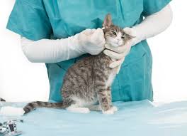 Since it is most common for cats to contract ear mites. What Do You Do About Ear Mites In Cats