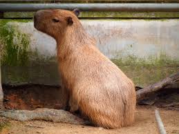 Prettiest disney princess what is a furry how much is ron swanson worth shows. Capybara Hydrochoerus Hydrochaeris Species Profile