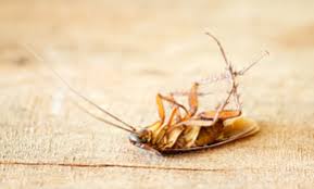 Call for pest control services in amarillo, tx. Top 10 Best Pest Exterminators In Bedford Tx Angi