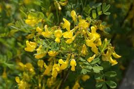 We did not find results for: Hippocrepis Emerus Sarastro Stauden