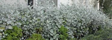 Kalanchoe Silver Spoons Castlecrag Sydney Australia Silver Plant Native Garden East Facing Garden