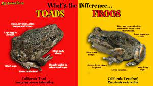 In australia at least, toad eggs look nothing like any australian frog's eggs so they are easy to identify (if you are overseas and have other species in the bufo genus, you might not be able to tell which species of toad the eggs are.). Toads Kids Growing Strong