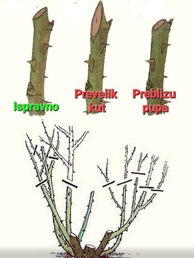 ☑️Kada i kako pravilno orezati ruže ??? Ruže se najčešće orezuju kasno  zimi ili rano proljeće, kad prođu najjači mrazevi i prije nego krene novi  rast (ožujak/travanj), uklanjajući oštećene grane i