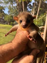 They are good human friends and loyal to their masters. World Exotics Inc Home Facebook