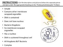 Prokaryotic Vs Eukaryotic T Chart Cut Paste