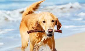 Image result for zlatý retrívr