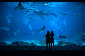 The aquarium contains various aquatic life to include fish, octopus, penguins and sea otters. Cardinale Gmc Loves The Monterey Bay Aquarium Cardinale Gmc
