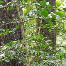 Image result for Hyperacanthus amoenus