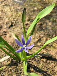 Image result for Heteranthera callifolia