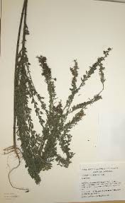 Image result for Crotalaria natalitia