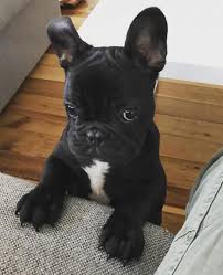 La Plupart Des Chiens Nont Pas Vraiment Besoin De Porter Un Impermeable Ou Des Bottes De Pluie Lorsquils Font Chiots Bouledogues Bouledogue Francais Bouledogue