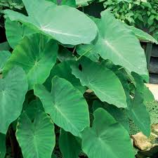 Check spelling or type a new query. Van Zyverden Jumbo Elephant Ears Bulbs Set Of 3 11236 The Home Depot