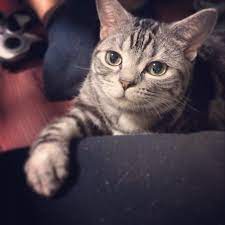 http instagram com p htcoj0cjpx cat 猫 animals 動物 キュートな猫 猫 動物