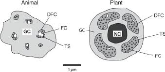 The nucleolus is the most conspicuous domain in the eukaryotic cell nucleus, whose main function is ribosomal rna (rrna) synthesis and ribosome biogenesis. Comparison Of The Structure Of Animal And Plant Nucleoli Ts Download Scientific Diagram