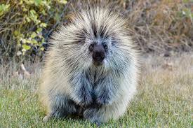 Definition of porcupine in the fine dictionary. North American Porcupine Chesapeake Bay Program