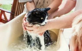 Regular combing and bathing removes dead hair on the cat before it has a. Grooming And Coat Care For Your Cat Vca Animal Hospital