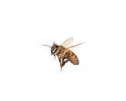 Honey Bee In Flight By Ted Kinsman Bee Photo Honey Bee Bee