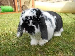 No, it's not an oreo, because it walks. 26 Black And White Rabbit Breeds With Pictures Pet Keen