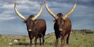 Cyril ramaphosa (born 17 november 1952) is a south african politician, businessman, activist, and trade union leader who is the current president of south africa. President Ramaphosa S Cattle Exhibited In Johannesburg Huffpost Uk