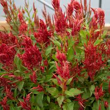 Image result for Celosia nervosa