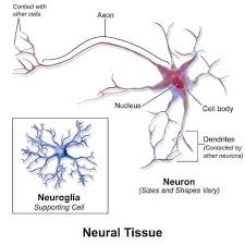 Nervous System Assignment Help Cells And Tissues Neurons Nervous System