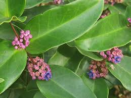 Image result for Memecylon