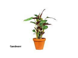 Image result for Ktenante Ctenanthe