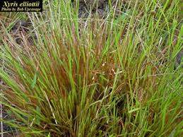 Image result for Xyris elegantula