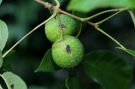 Image result for Vitex ferruginea