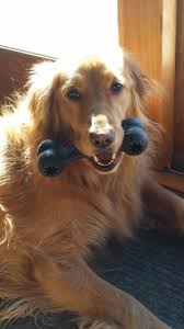 Of course, the right puppy for your needs and personality is going to be important as well. Akc Golden Pups Golden Retriever Puppies New Hampshire