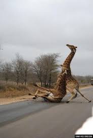 Videos, comics, stories, pictures, dae's, and questions about funny experiences with animals basic reddit rules apply, as do a couple of our own rules so that this sub can be kept as a friendly place to share hilarity of animals. 17 Funny Animals Pictures Hd Images Download Ideas Funny Animals Animals Funny Animal Pictures