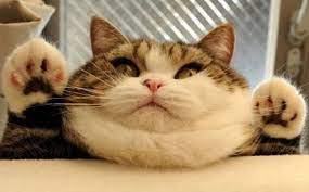 don t feed the cat it already ate happy cat urday cat cats catpictures funnycatpictures fa kedi esprileri komik kedi resimleri komik hayvan videolari