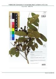 Image result for Centrolobium robustum