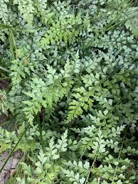 Image result for Asplenium aethiopicum