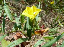 Image result for Xenostegia medium