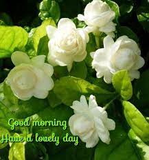 Pin By Avanthi Herbals On Good Morning Good Morning Flowers Good Morning Cards Good Morning Quotes