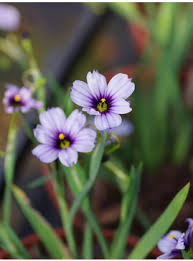 Image result for Holubia saccata