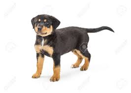 They have an extremely powerful jaw. Cute Young Black And Tan Color Rottweiler And Shepherd Mixed Breed Dog Standing On White Stock Photo Picture And Royalty Free Image Image 100984131