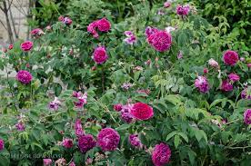 The rose changes the appearance quite strongly depending on the growing conditions. Charles De Mills Gallica Rose