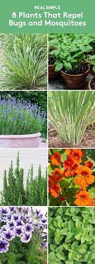 According to our research, all of the following plants. Plants That Repel Bugs And Mosquitoes Plants Plants That Repel Bugs Mosquito Repelling Plants