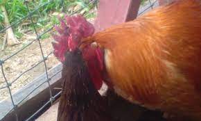 The rooster hops on top and grabs the back of her head. Hens Pecking At My Roosters Comb Backyard Chickens Learn How To Raise Chickens