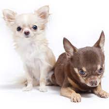 Tipos De Chihuahuas