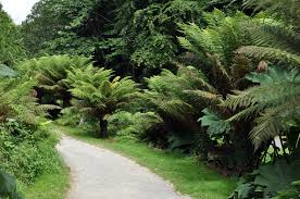 Maybe you would like to learn more about one of these? Filicophyta Wikipedia