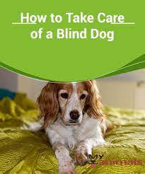 How To Take Care Of A Blind Dog Dogs Begin To Lose Their Sight When They Reach A Certain Age While Their Other Senses Such As Smell Blind Dog Dogs