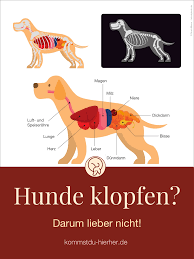 Hunde Klopfen Warum Bloss Kommst Du Hierher Hunde Anatomie Hund Gesunde Hunde
