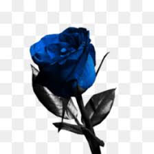 We did not find results for: Darah Biru Unduh Gratis Biru Bunga Mawar Taman Mawar Indah Bunga Biru Gambar Png